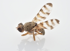 Pseudotephritina cribellum
