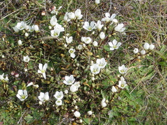 Gentianella saxosa