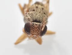 Pseudotephritina cribellum