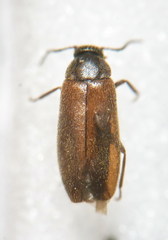 Scraptia dubia