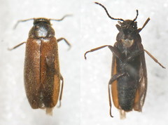 Scraptia dubia