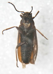 Scraptia dubia