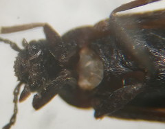 Scraptia dubia