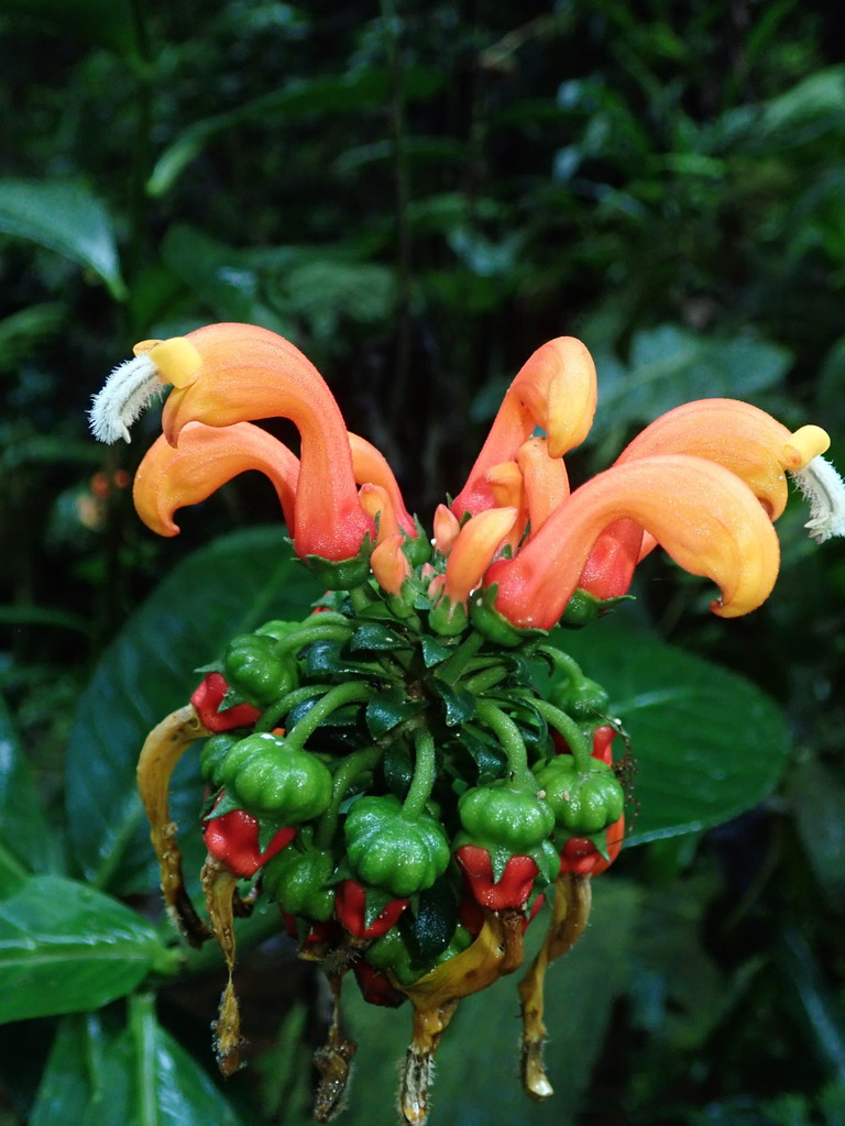 Centropogon granulosus