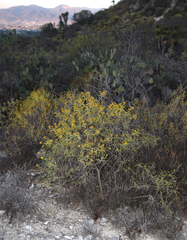 Flaveria cronquistii