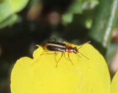 Attalus limbatus