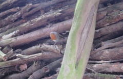 Erithacus rubecula
