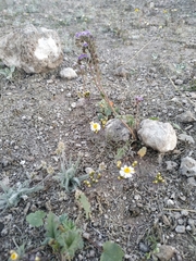 Thymophylla concinna