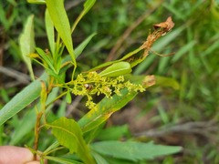 Searsia gerrardii