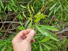 Searsia gerrardii