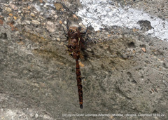 Rhionaeschna marchali