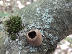 Muscardinus avellanarius