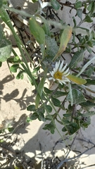 Noticastrum hatschbachii