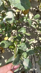 Noticastrum hatschbachii