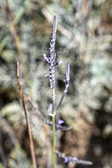 Lavandula buchii image