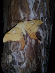 Cercophana venusta