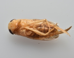 Corisella