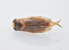 Corisella