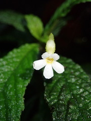 Beslerieae