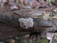 Ceriporia bresadolae