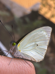 Leptophobia aripa elodia