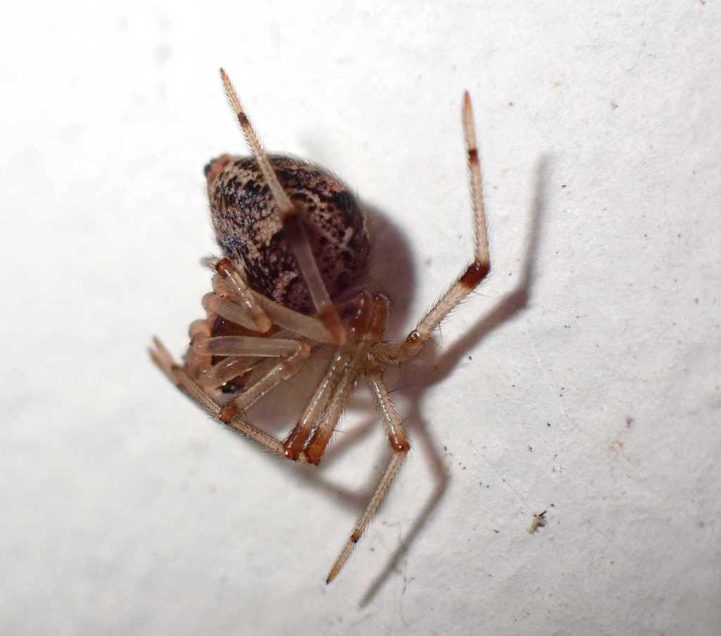 Echinotheridion