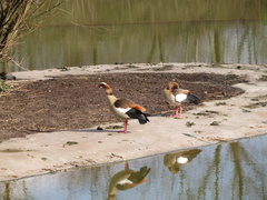 Alopochen aegyptiaca