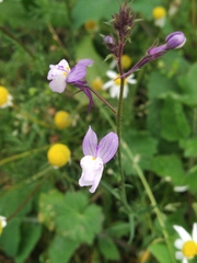 Linaria incarnata