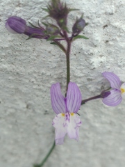 Linaria incarnata