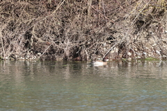 Anas platyrhynchos × Netta rufina