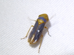 Oncometopia hamiltoni