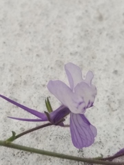 Linaria incarnata
