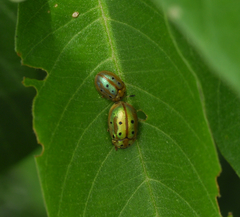 Phytodectoidea duodecimsignata