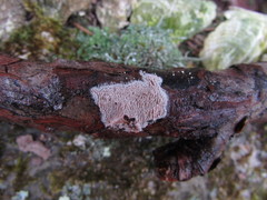 Ceriporia bresadolae
