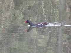 Gallinula chloropus