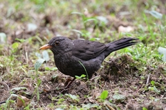 Turdus merula