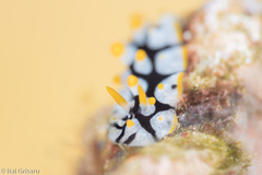Phyllidia rueppelii