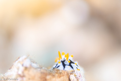 Phyllidia rueppelii