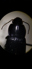 Anisodactylus harrisii