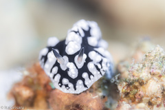 Phyllidiopsis sinaiensis