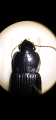 Anisodactylus harrisii