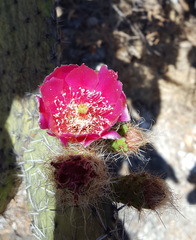 Opuntia pilifera