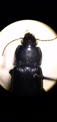 Anisodactylus harrisii