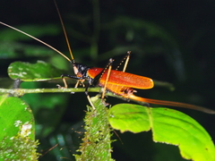 Eumacroxiphus diabolicus