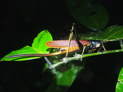Eumacroxiphus diabolicus