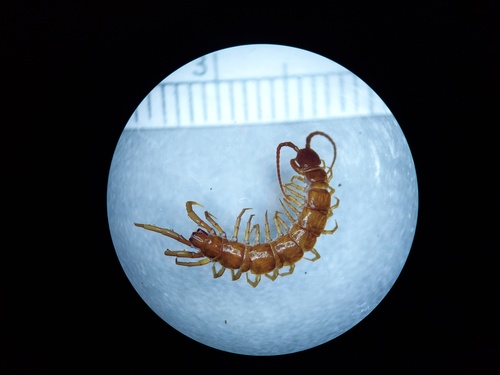 Nadabius aristeus