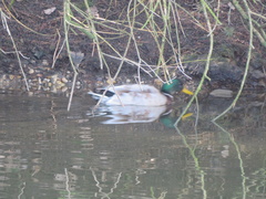 Anas platyrhynchos
