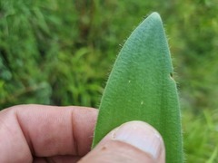Haemanthus humilis