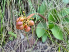 Haemanthus humilis
