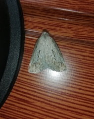 Mallomus sticte